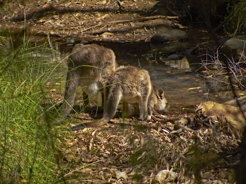Wallaby, Warrumbungle
